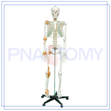 PNT-0104 170cm wissenschaftliche lebensgroße menschliche Anatomie Skelett Modell